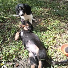 Dachshund Puppies from Miami piebald Dapple Dachshunds