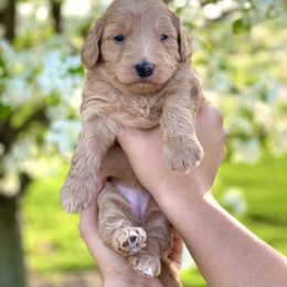Goldendoodle Puppies from Ohio Mini Goldendoodles for Sale