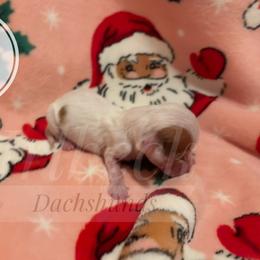 Valentina - Piebald female Dachshund puppy in Spearman, Texas from Irlbeck Farm