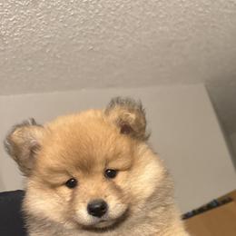 Pomeranian Puppies from Nicholas Teutsch