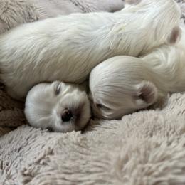 Maltese Puppies from Regal Maltese