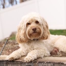 Oliver - Cockapoo