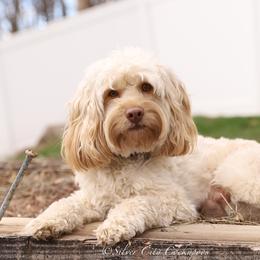 Oliver - Cockapoo