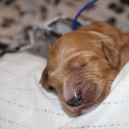 Boy 2 - Goldendoodle puppy in Kingwood, Texas from Prime Doodles
