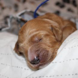 Boy 2 - Goldendoodle puppy in Kingwood, Texas from Prime Doodles