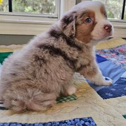 Dallas - Red merle male Miniature Australian Shepherd puppy in Dunnellon, Florida from Ever After Mini Aussies