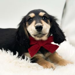 Conner - Black and cream male Dachshund puppy in Moses Lake, Washington from Evergreendox Dachshunds