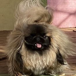 Pekingese Puppies from Andrea Johnson Pekingese