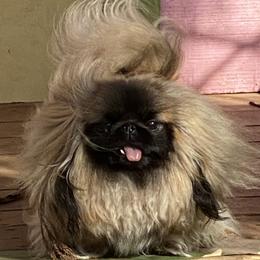 Pekingese Puppies from Andrea Johnson Pekingese