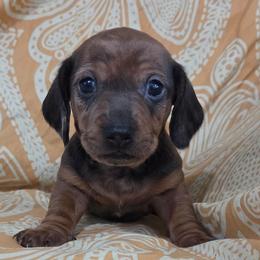 Chai - Dapple male Dachshund puppy in Cowen, West Virginia from Bennett Babies