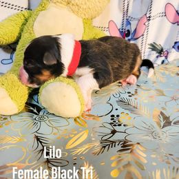 Australian Shepherd Puppies from Gordon and Sons Farms