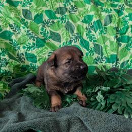 Brown - Sable male German Shepherd puppy in Motley, Minnesota from Von Thomson Haus