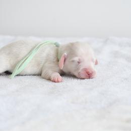 Boy 3 - Cream male Dachshund puppy in Martinsville, Virginia from Ana’s Beautiful Doxies