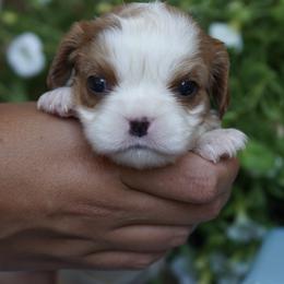 Winslet - Blenheim female Cavalier King Charles Spaniel puppy in Lula, Georgia from Cavaliers by Crumley