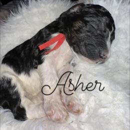 Asher - Parti male Poodle puppy in Prosperity, Pennsylvania from Stelladoodles & Company