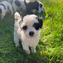 Zion- Female Reservation 5 - White female Sheepadoodle puppy in Spokane, Washington from Downriver Doodles