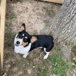 Bob - Pembroke Welsh Corgi