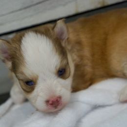Ginger - Red and white female Pomsky puppy in Krum, Texas from Paw-Some Pomskies