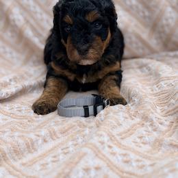 Ice Cream - Gray - Phantom female Bernedoodle puppy in Charleston, South Carolina from Palm Belle Doodles