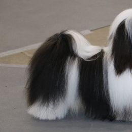 Moose - Havanese