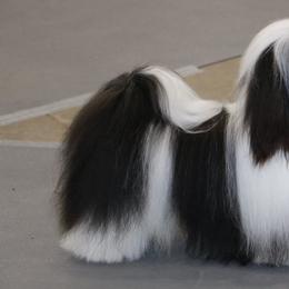 Moose - Havanese