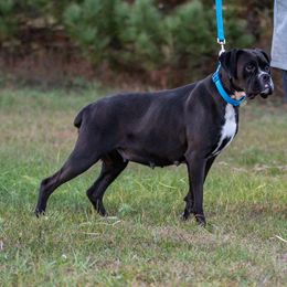 Marsha Mellow - Boxer