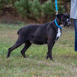 Marsha Mellow - Boxer