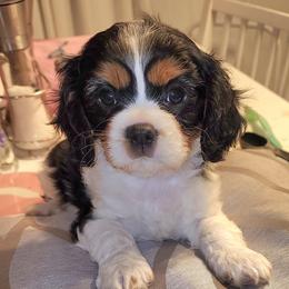 Cavalier King Charles Spaniel puppies from Nashell Lynem