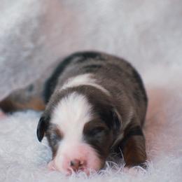 Posie - Blue merle female Miniature American Shepherd puppy in Chocowinity, North Carolina from Foxtail Hollow