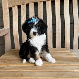 Luna - Tri-color female Bernedoodle puppy in Runaway Bay, Texas from Green Ranch Doodles
