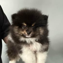 Boy 1 - Tri-colored male Pomeranian puppy in Minooka, Illinois from Sheree’s Pomeranians