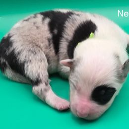 Neon Green - Blue merle male Border Collie puppy in Itasca, Texas from KMA Ranch