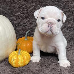 Bulldog Puppies from Tiny Tanks Kennel