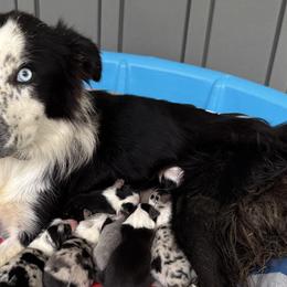 Border Collies from Parris Border Collies