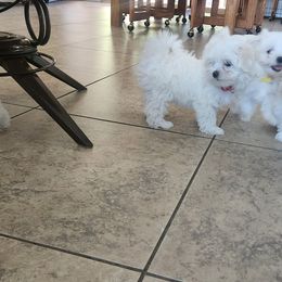 Maltese Puppies from Arizona Maltese Gems