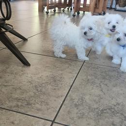 Maltese Puppies from Arizona Maltese Gems