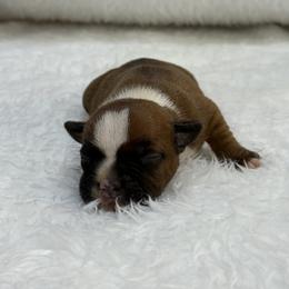Male 2 - Red and white male Staffordshire Bull Terrier puppy in Lakeland, Florida from English Creek Staffords