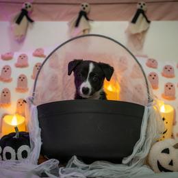 Border Collie, Papillon, Sporty Mix, and Whippet Puppies from Old Hemp Border Collies / Open Horizon Sport Dogs
