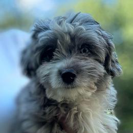 G1 Lily Training in progress - Blue merle female Aussiedoodle puppy in Allardt, Tennessee from Hearth&Hound Doodles