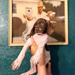 Clover - White and liver female German Shorthaired Pointer puppy in Macclenny, Florida from Dillon's GSPs