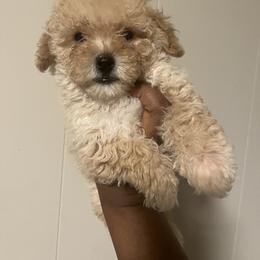 Tommy 1500 ready now - Apricot male Poodle puppy in Gastonia, North Carolina from Dynasty Kennel