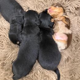 Dachshund puppies from Redlands Farm