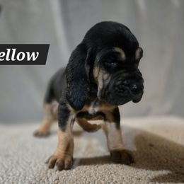 Yellow Collar - Black and tan female Bloodhound puppy in Gillette, Wyoming from Whispering Winds Homestead 307