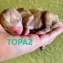 Topaz - Apricot male Poodle puppy in Ardmore, Oklahoma from Green Acres