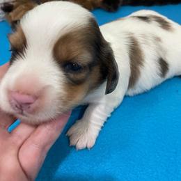 Mia - Piebald female Dachshund puppy in Bullard, Texas from Mimidachs of Texas