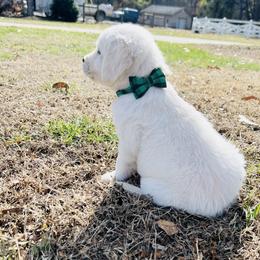 Golden Retriever Puppies from Golden Bunns Retrievers