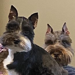 Miniature Schnauzers and Shih Tzus from Sun Rise Kennel