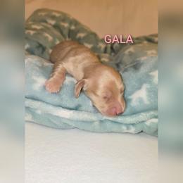 Gala - Cream female Dachshund puppy in Luttrell, Tennessee from Tiny Tails Ranch