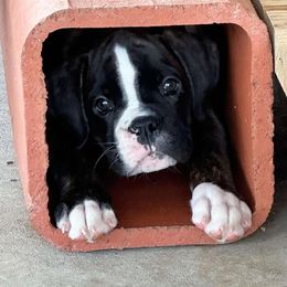 Jeff - Brindle Boxer puppy in Lafayette, Tennessee from Silver Rain