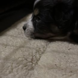 Australian Shepherd Puppies from Glacier Big Sky Aussies